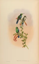 Thalurania hypochlora = Thalurania fannyi hypochlora